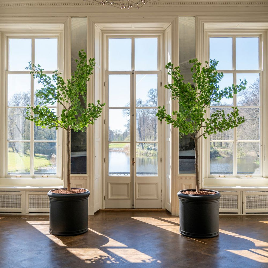 Két Heritage fekete hengeres fiberstone kaspó lombos díszfákkal, elegáns klasszikus előtérben
