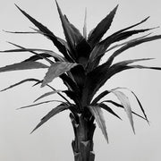 Szénfekete agave műnövény leveleinek részlete.