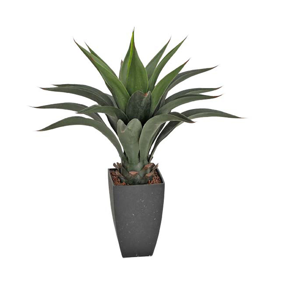 Élethű, 69 cm magas mű agave attenuata fekete modern kaspóban, realisztikus húsos levelekkel és trópusi hatású megjelenéssel.