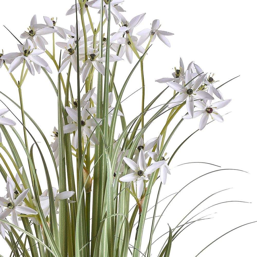 Allium mű dísznövény részletfotó krémszínű csillag alakú virágokkal és szálas levelekkel.