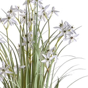 Allium mű dísznövény részletfotó krémszínű csillag alakú virágokkal és szálas levelekkel.