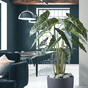 ALOCASIA ZEBRINA zöld mű zebra alokázia bokor 160 cm