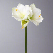 Fehér színű, amarillisz művirág.