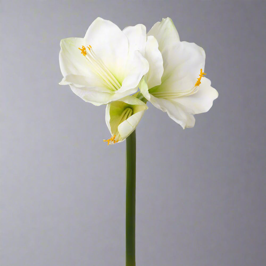 Fehér színű, amarillisz művirág.