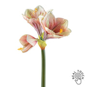 Pinkszínű, amarillisz művirág.