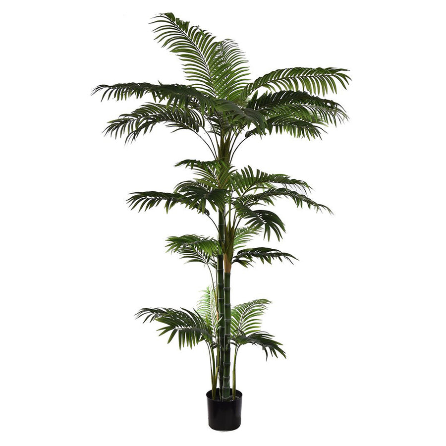 Areca Americano zöld mű amerikai areca pálma 180 cm fekete cserépben – teljes növény