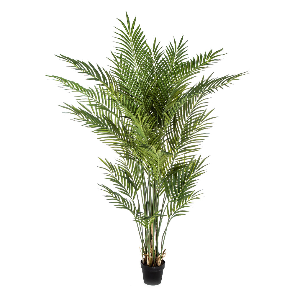 Élethű Areca Forest mű erdei aranypálma 170 cm fekete kaspóban.