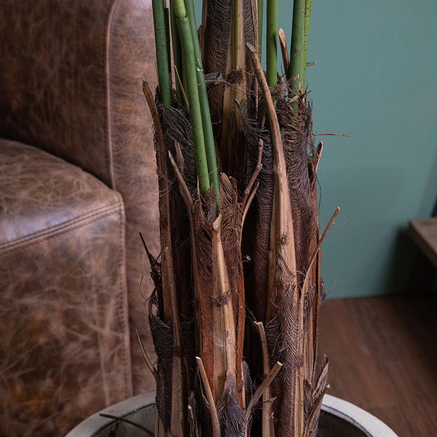 ARECA mű aranypálma törzsrészlet közelről