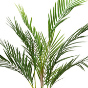 Filigrán levelű ARECA mű pálma közelről.