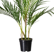 Kis méretű ARECA mű aranypálma dekor kaspóban.