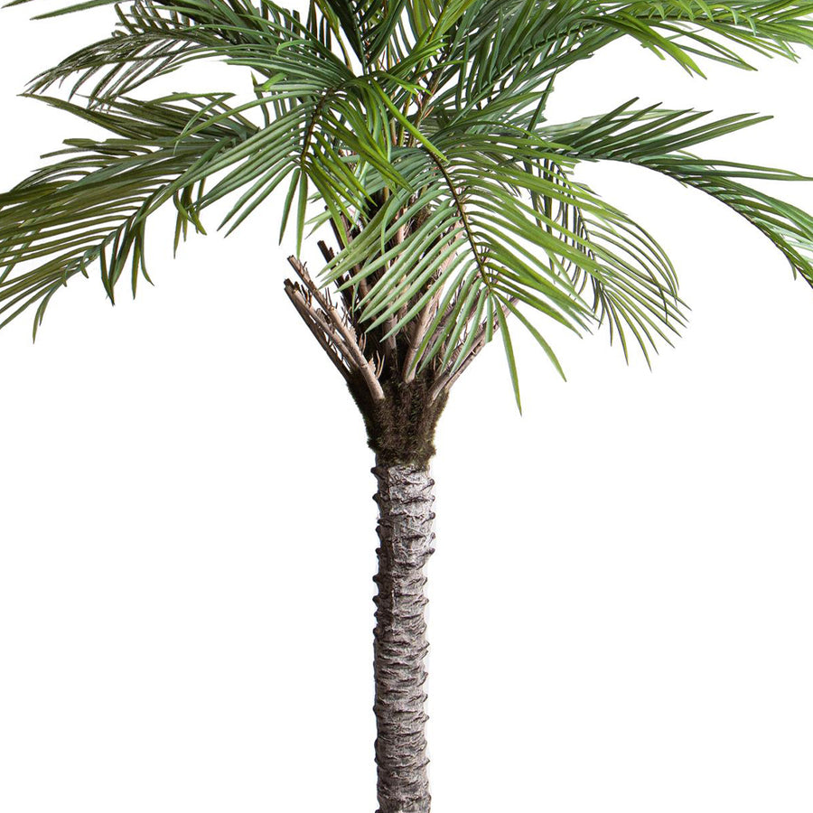 Areca mű pálmafa törzse és levelei közelnézetben.