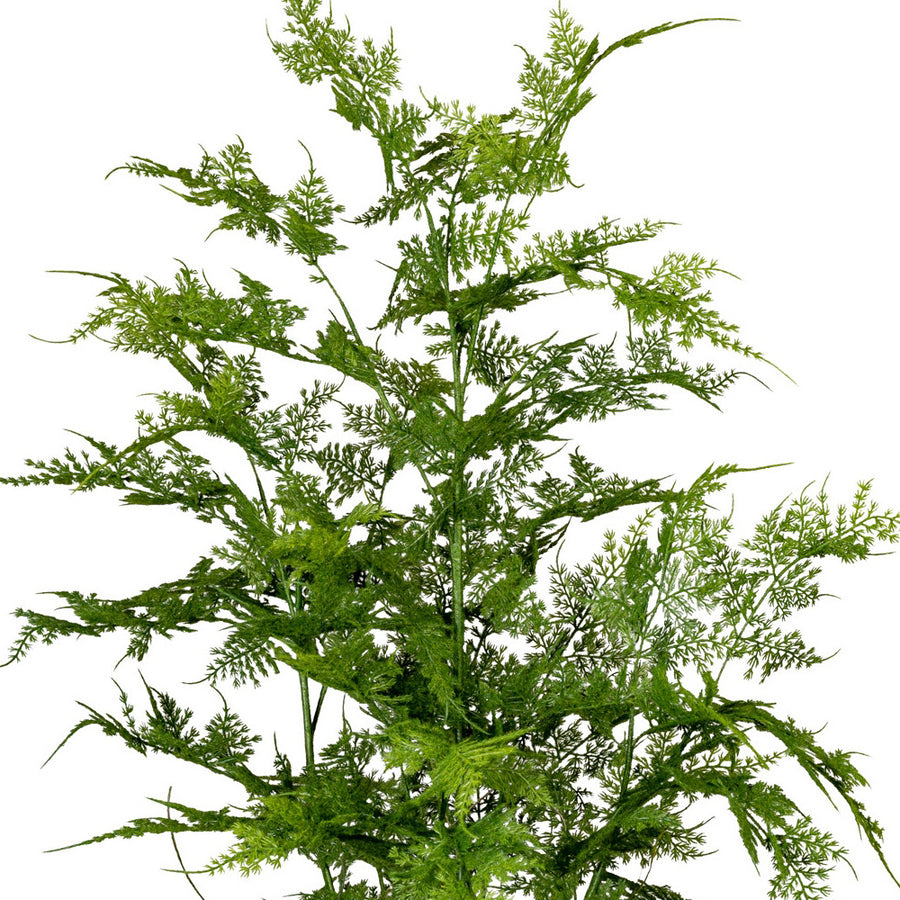 Közelről az élethű, fátyolszerű levelek részlete az aszparágusz bokron.