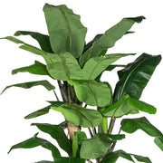 Rszletgazdag mű banánfa levelek közelképe