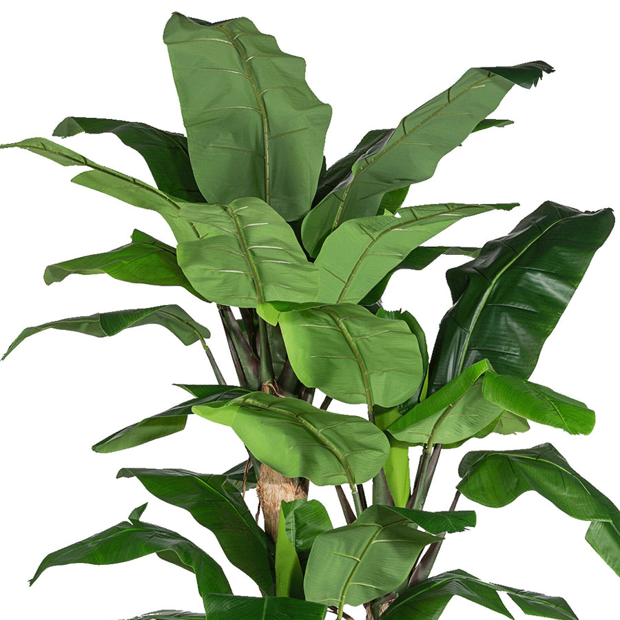 Rszletgazdag mű banánfa levelek közelképe