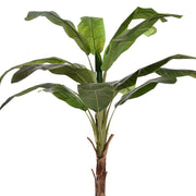 Banano Royal mű banánfa széles, fényes zöld levelekkel