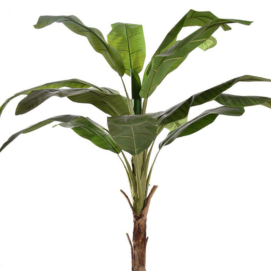 Banano Royal mű banánfa széles, fényes zöld levelekkel