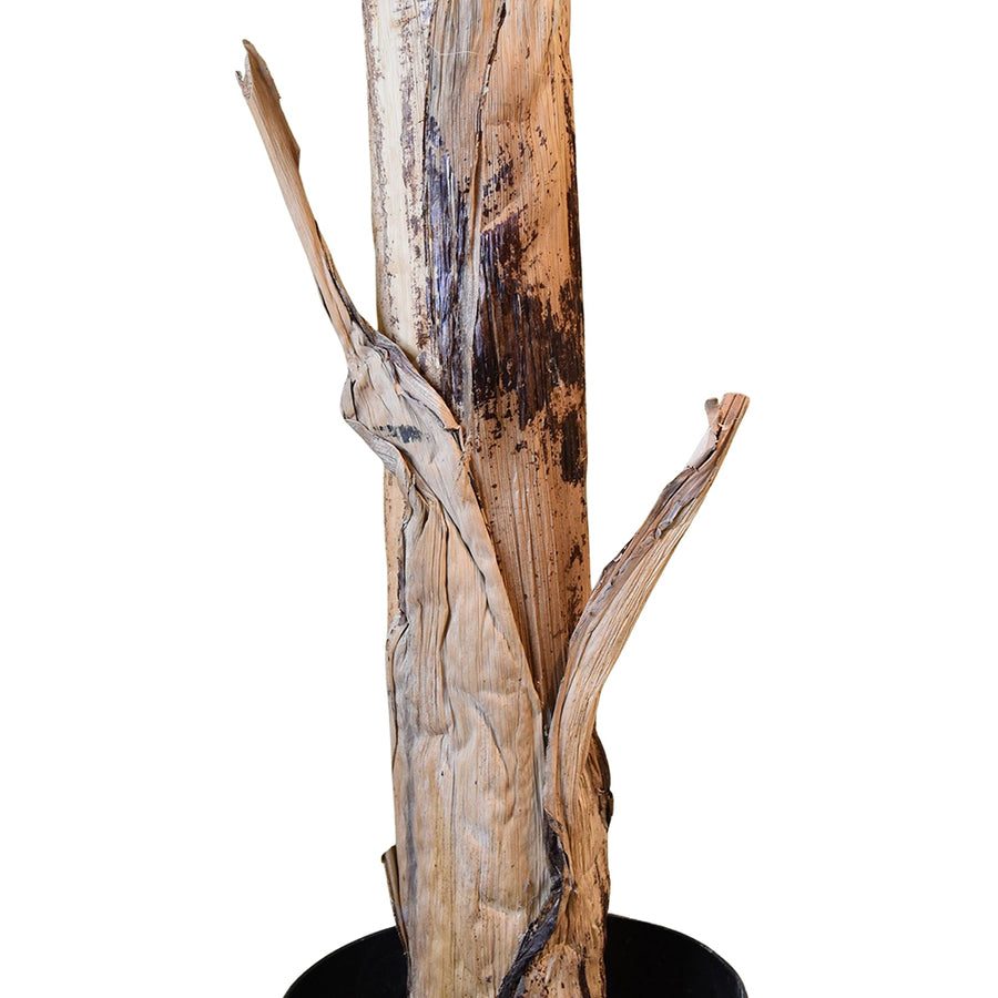 Banano Royal mű banánfa természetes hatású törzs közelről