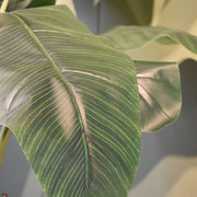 Zöld, erezett mű banánfa levél közelről