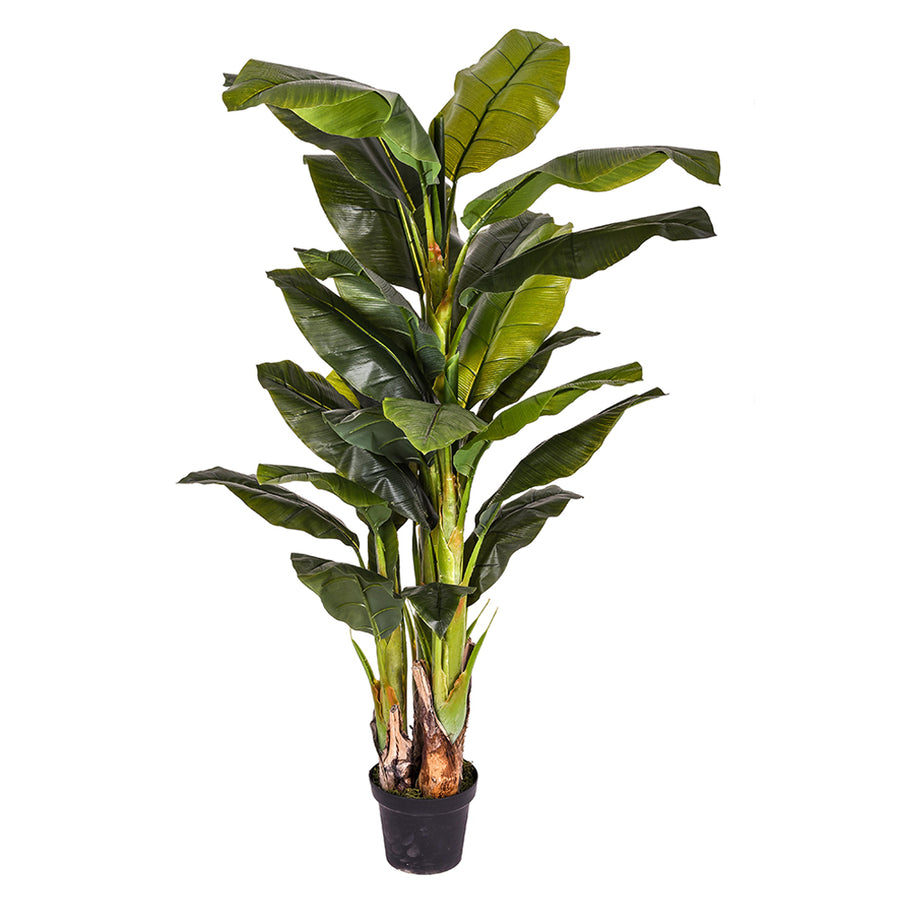 Élethű megjelenésű, 180 cm magas, fekete műanyag kaspóba ültetett zöld mű banánfa teljes alakos képe.