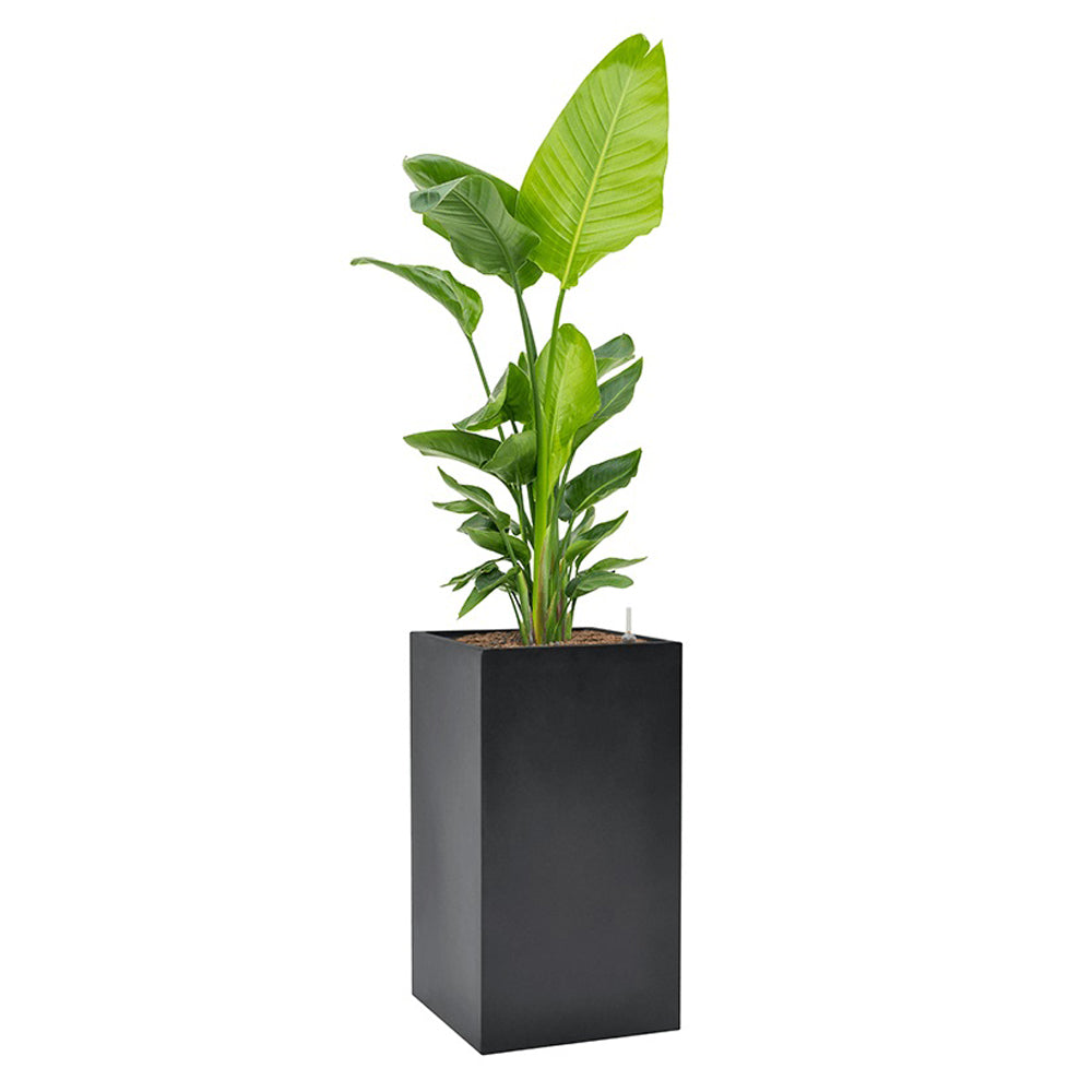 BAQ Basic Cube kaspóban elhelyezett magas szobanövény, elegáns, matt felületű sötétszürke kompozit ültetőládában.