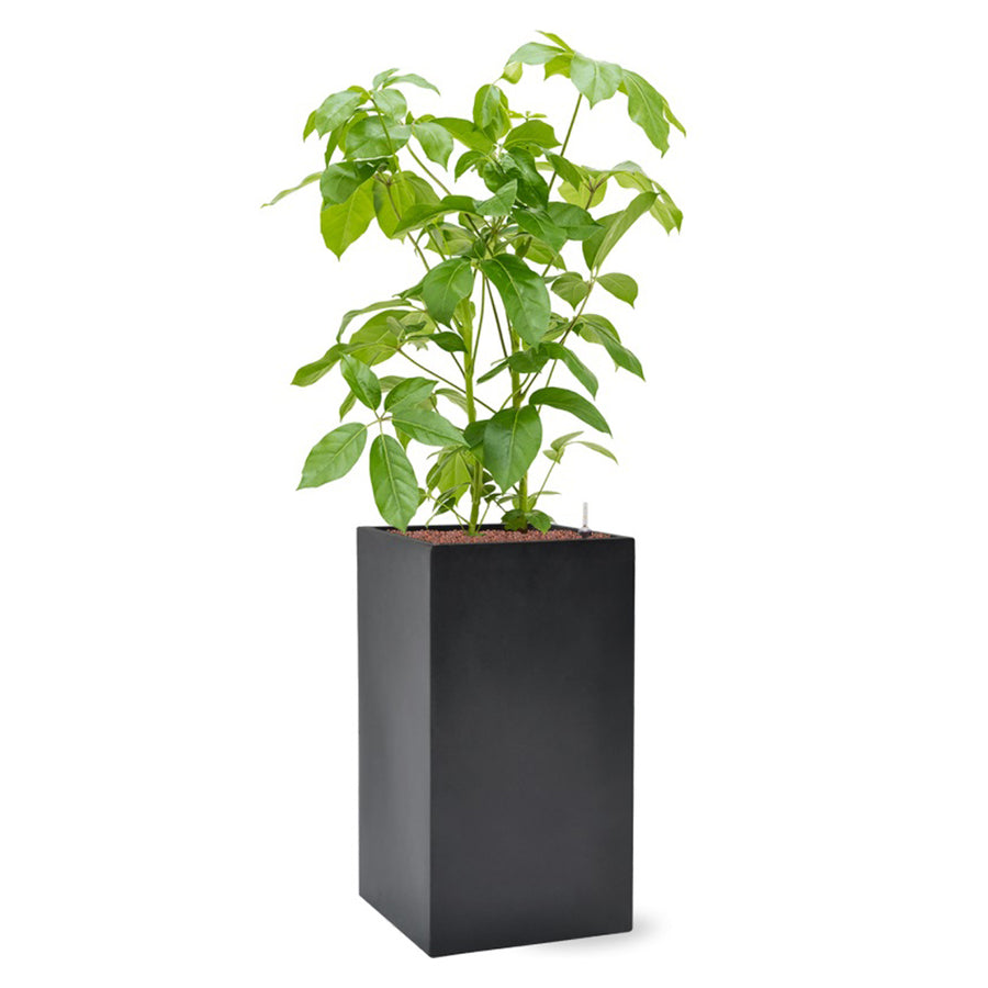 BAQ Basic Cube ültetőláda bokros szobanövénnyel beültetve, modern enteriőrhöz illő matt szürke kivitelben.