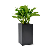 Sötétszürke BAQ Basic Cube kaspó dús levélzetű növénnyel beültetve, kompozit anyagból, vízelvezető rendszerrel.