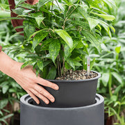 BAQ Basic Cylinder kaspó belső linerrel, kézi behelyezés közben, növény és vízszintmérő eszközzel.