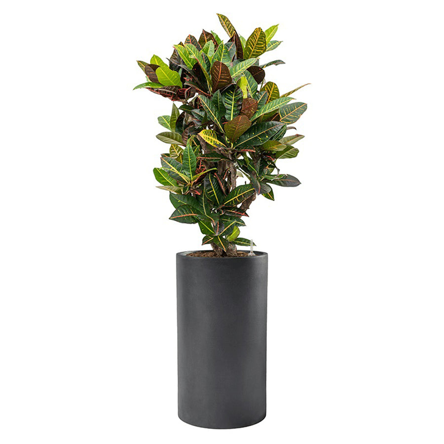Hengeres sötétszürke BAQ Basic kaspó színes, bőrszerű levelű növénnyel beültetve.