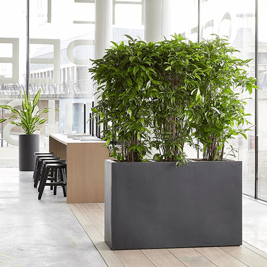 BAQ Basic téglalap alakú ültetőláda beltéri térben, dekoratív térelválasztóként használva zöld növényekkel beültetve.