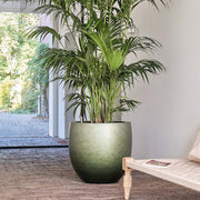 Baq Gradient óriás zöld kompozit kaspó pálmával, modern nappaliban.