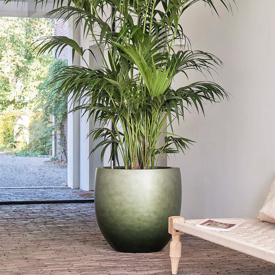 Baq Gradient óriás zöld kompozit kaspó pálmával, modern nappaliban.