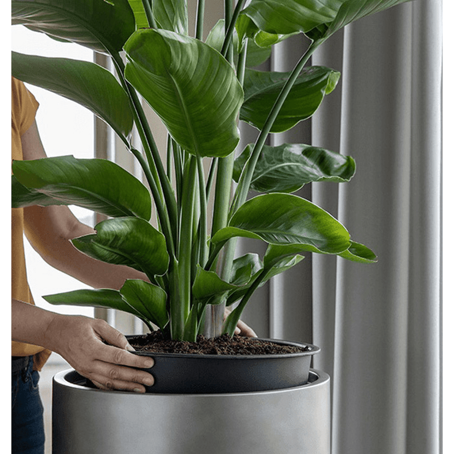 A lineres ültetés bemutatása: növény behelyezése a BAQ Gradient kaspóba.