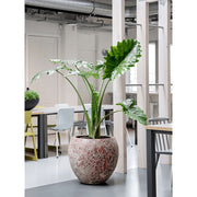 BAQ Lava Relic Pink kaspó nagy zöld növénnyel világos irodai enteriőrben – modern és természetes hatás