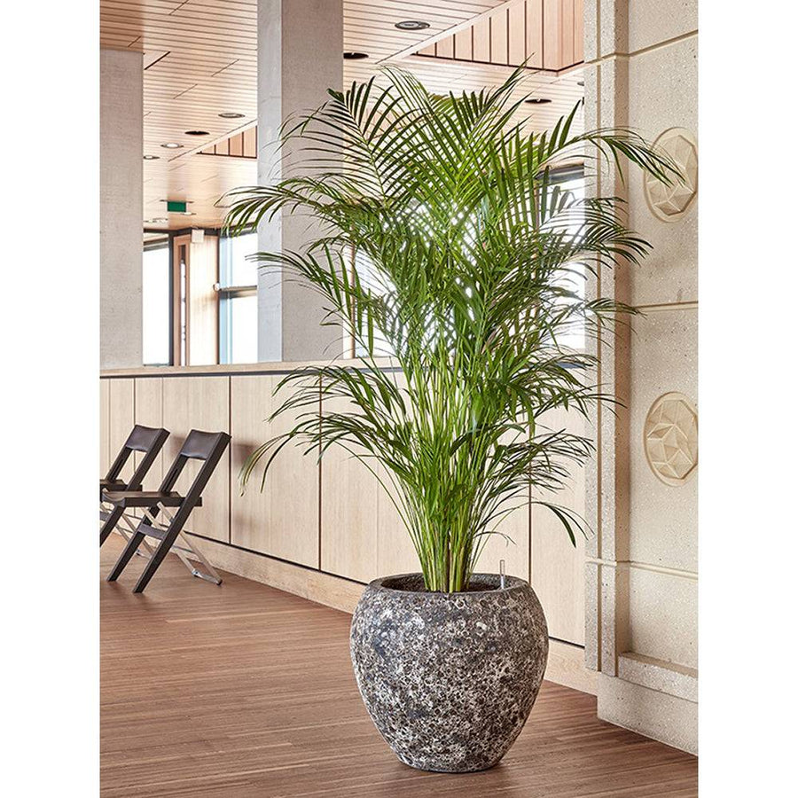 BAQ Lava Balloon rozsdás-fémes kaspó beltéri környezetben, növénnyel beültetve