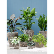 BAQ Lava Bowl kaspó növények között – modern enteriőr zöld növényekkel és karakteres, tálformájú kerámia kaspókkal