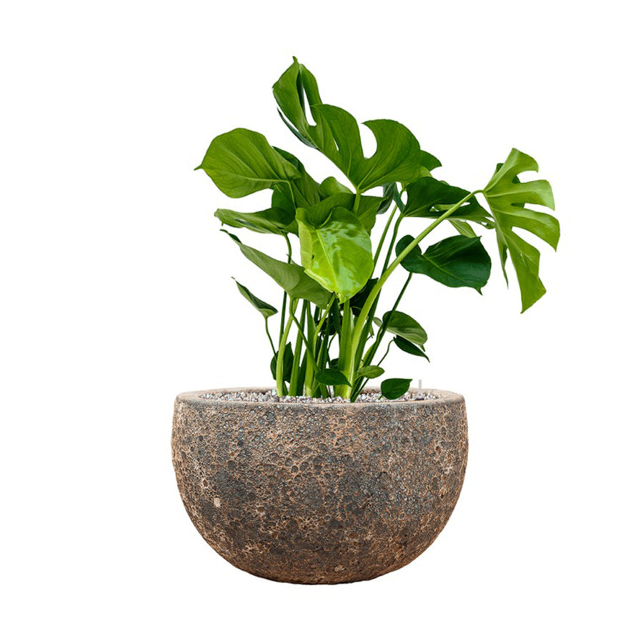 BAQ Lava Bowl kaspó Relic Rust Metal színben – alacsony, széles forma növénnyel modern környezetben