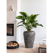 BAQ Lava Coppa kaspó beltérben, zöld növénnyel dekorálva