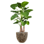 BAQ Lava Couple kaspó növénnyel – modern beltéri elrendezés