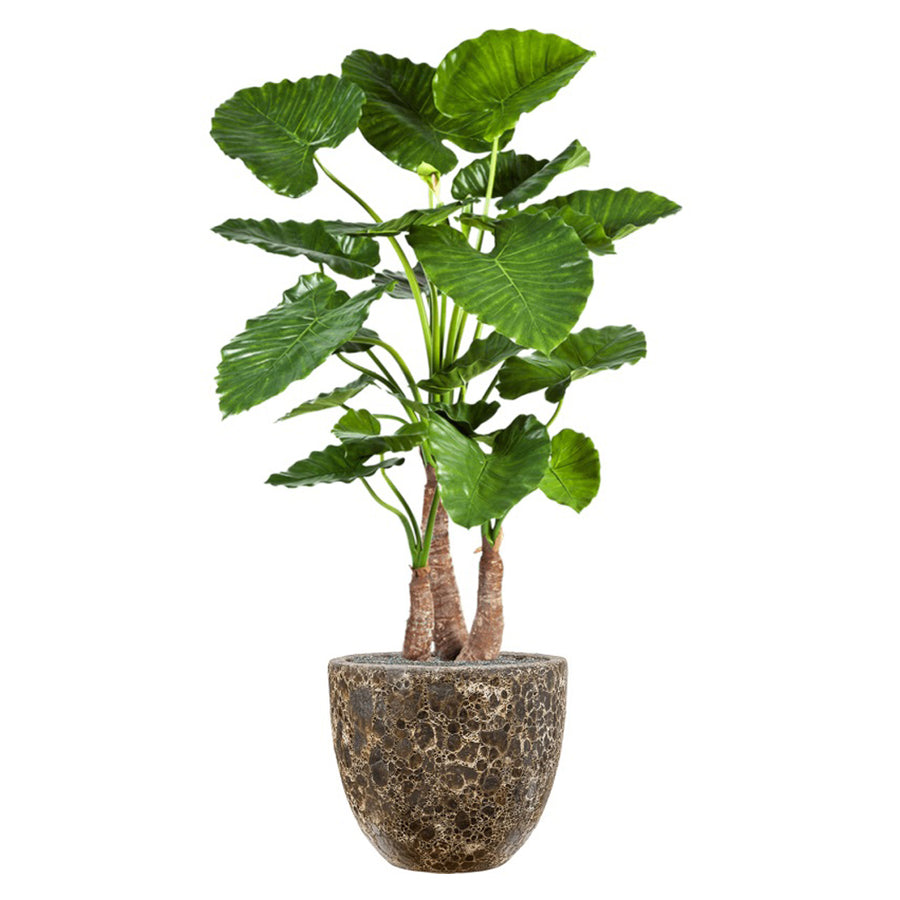 BAQ Lava Couple kaspó növénnyel – modern beltéri elrendezés