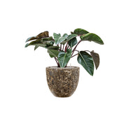 BAQ Lava Couple kaspó zöld növénnyel dekorációként