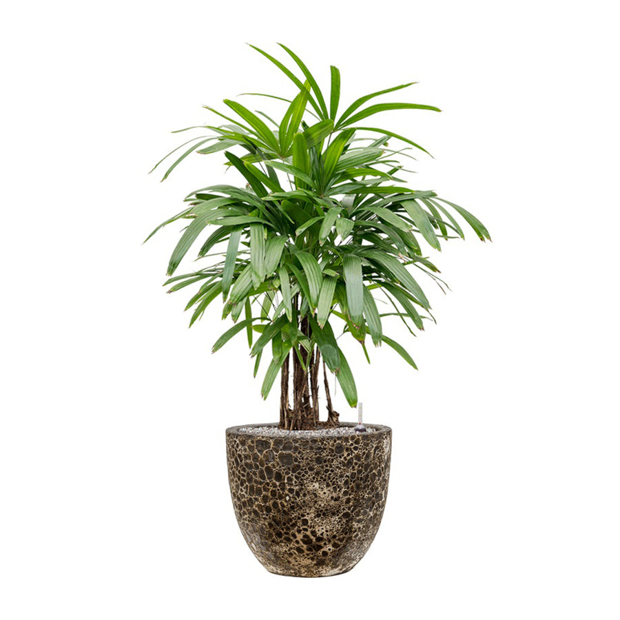 BAQ Lava kaspó kis pálmával – természetes hatású elrendezés
