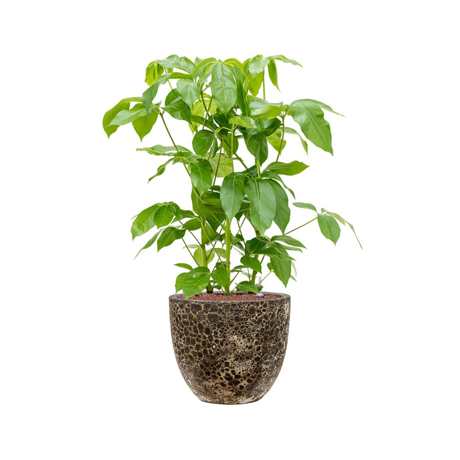 BAQ Lava Couple kaspó szobanövénnyel világos enteriőrben