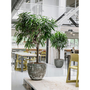 BAQ Lava kaspó modern irodai enteriőrben fa növénnyel