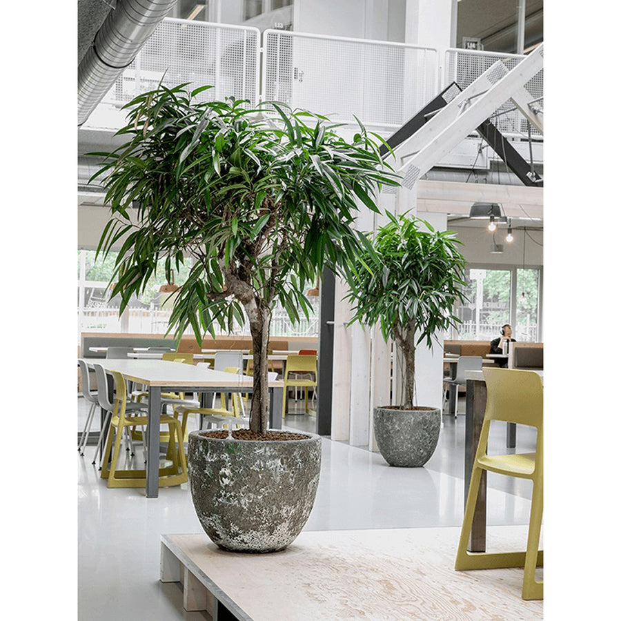 BAQ Lava kaspó modern irodai enteriőrben fa növénnyel
