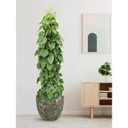 BAQ Lava Couple kaspó magasra futó szobanövénnyel nappaliban