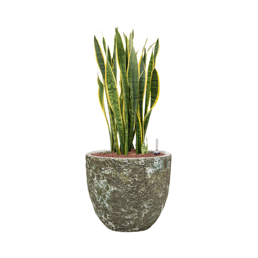 BAQ Lava kaspó szanszevieriával, kültéri-beltéri használatban