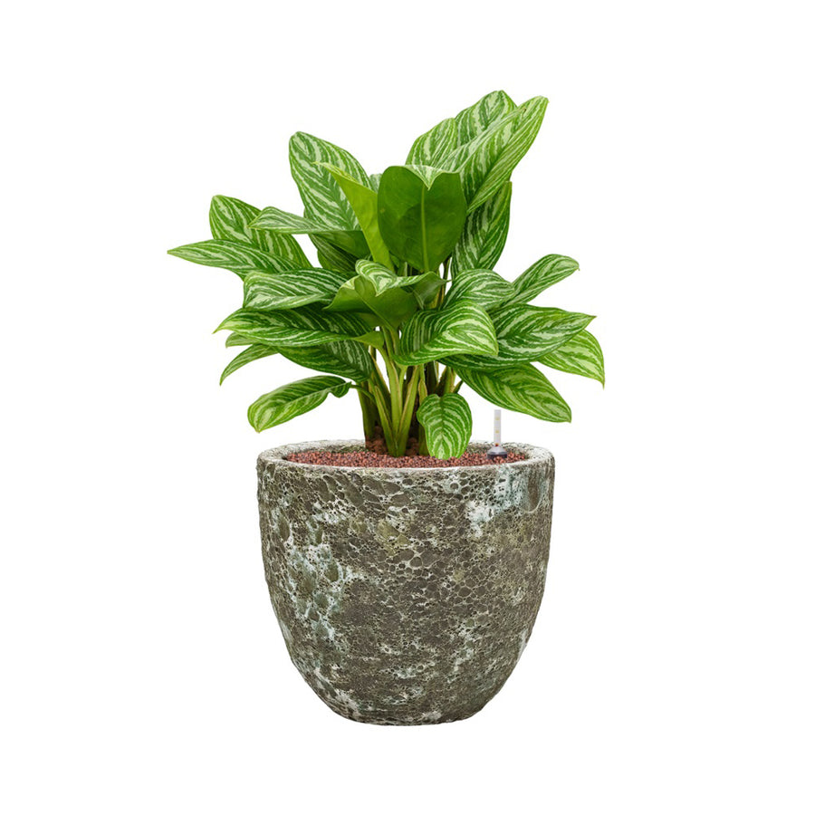 BAQ Lava Couple kaspó kislevelű növénnyel enteriőrdekorációhoz