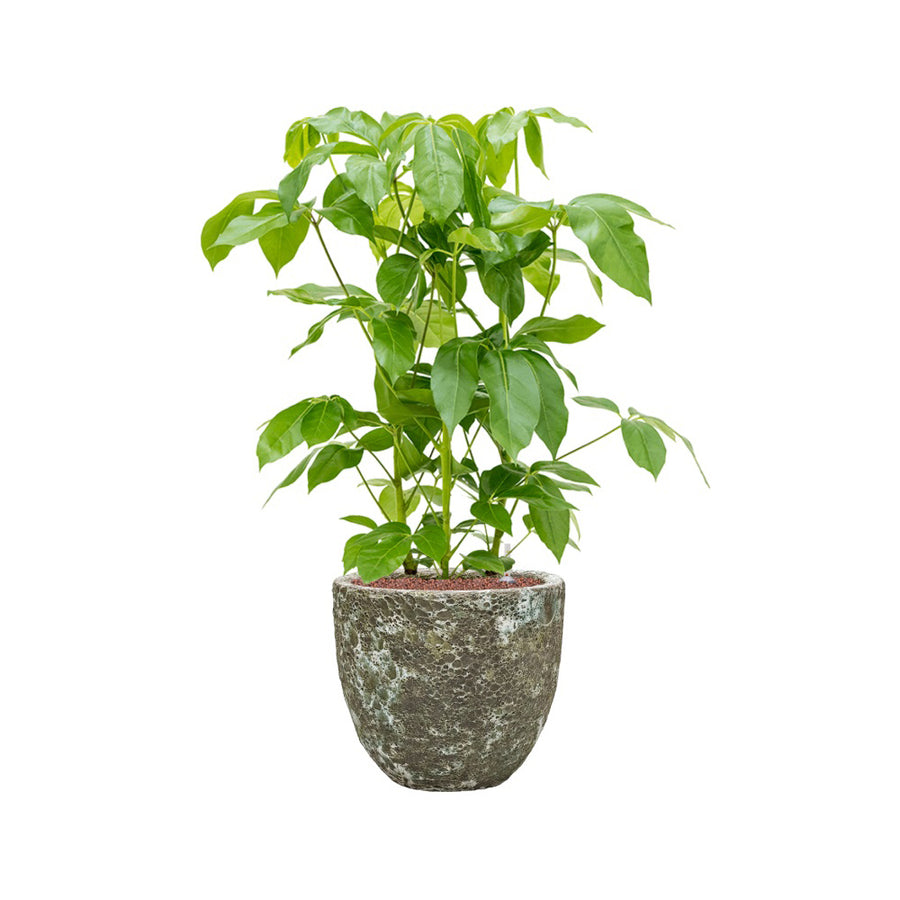 BAQ Lava kaspó élénkzöld szobanövénnyel – természetes kontraszt