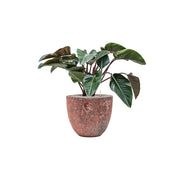 BAQ Lava kaspó szobai filodendronnal – rózsás kerámia, zöld kontraszt