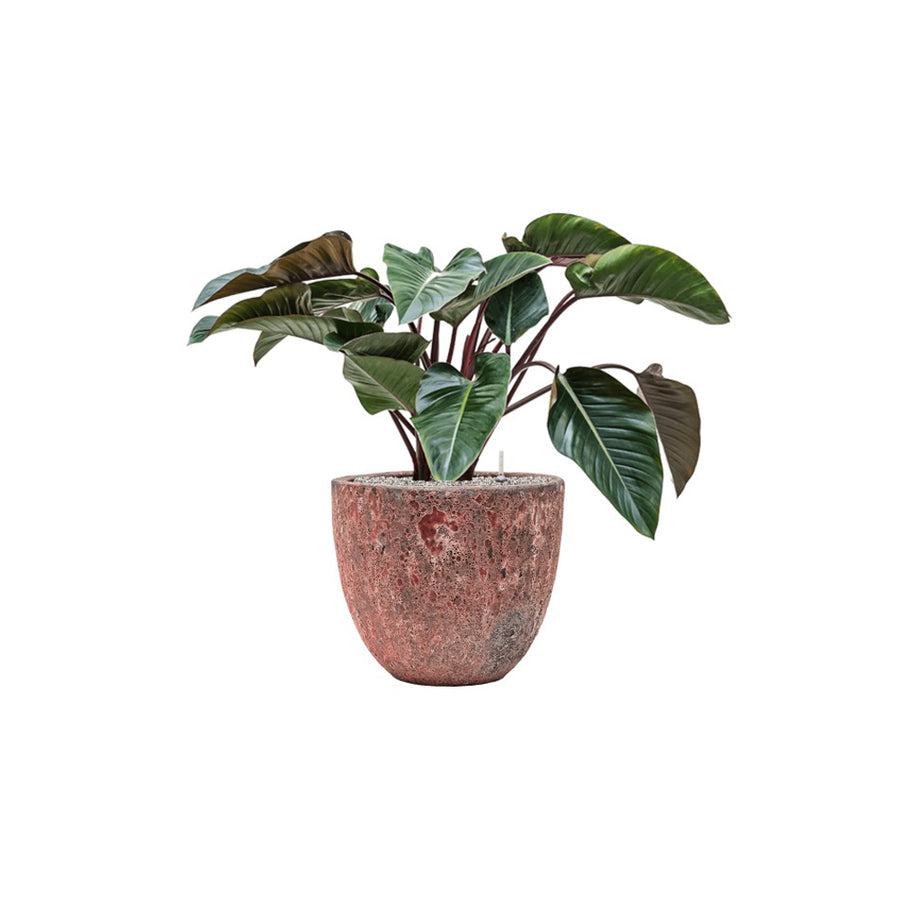BAQ Lava kaspó szobai filodendronnal – rózsás kerámia, zöld kontraszt